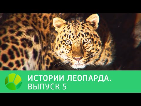 История леопарда. Выпуск 5 | Живая Планета