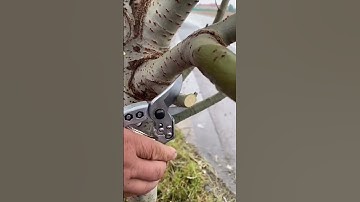 Kéo cắt cành cây siêu ngọt thép nhật 👉 link mua sản phẩm dưới mô tả #shorts #diy #diycrafts #meovat