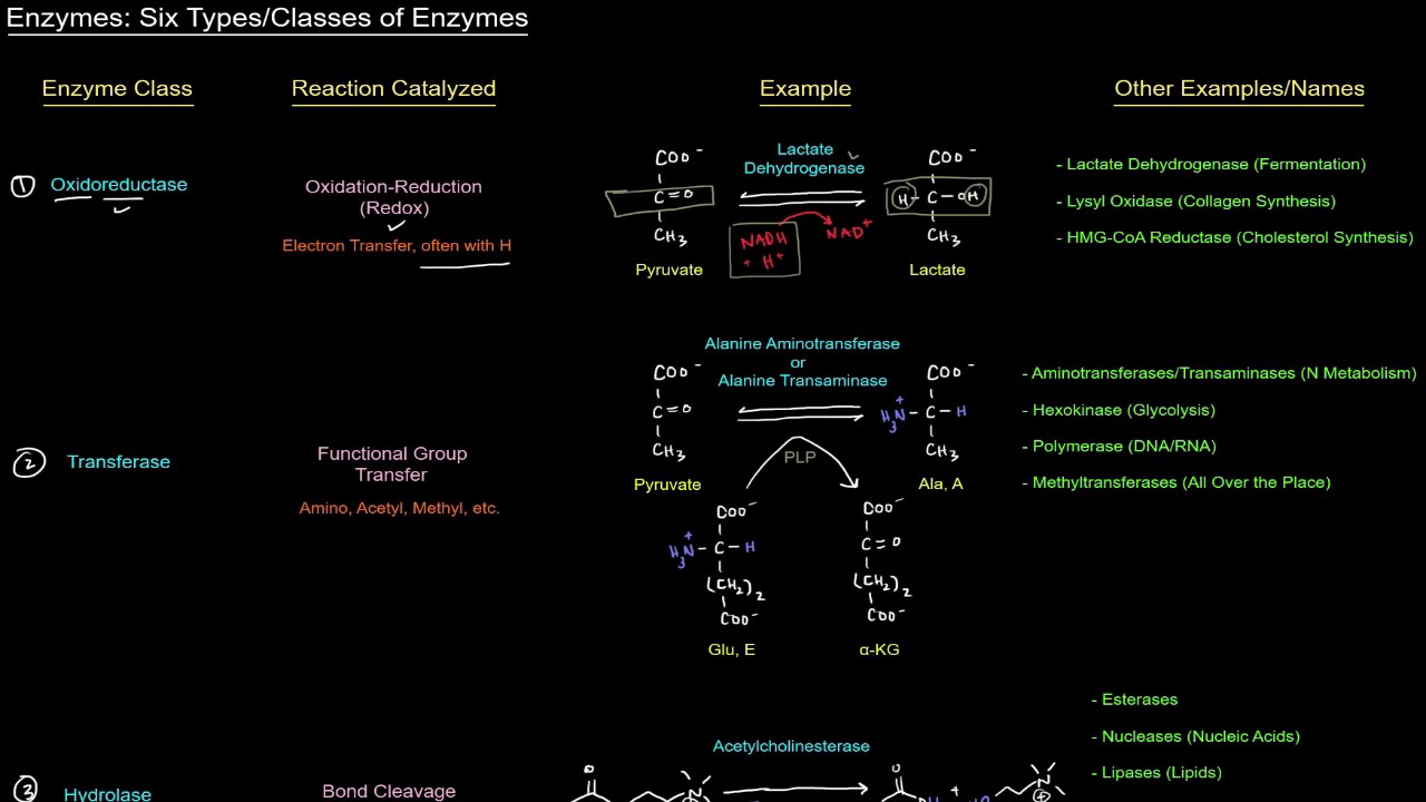 Enzymes Six Types / Classes of Enzymes [free sample] YouTube