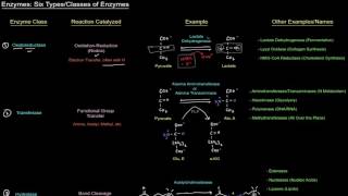 Enzymes Six Types Classes of Enzymes free sample