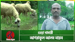 চাকুরী ছেড়ে ভেড়ার খামার করেছেন আশরাফুল আলম | Sheep Farm in Meherpur | Roza Agro Farm