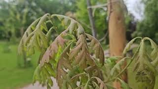 Quercus alba 'Wieting' dub bílý jaro