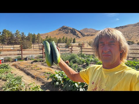 Garden update mid August