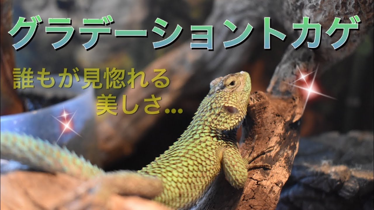 家族紹介 この鮮やかなトカゲの正体は Youtube