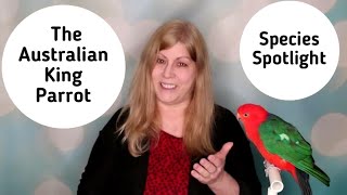 Australian King Parrot as Pets: Species Spotlight