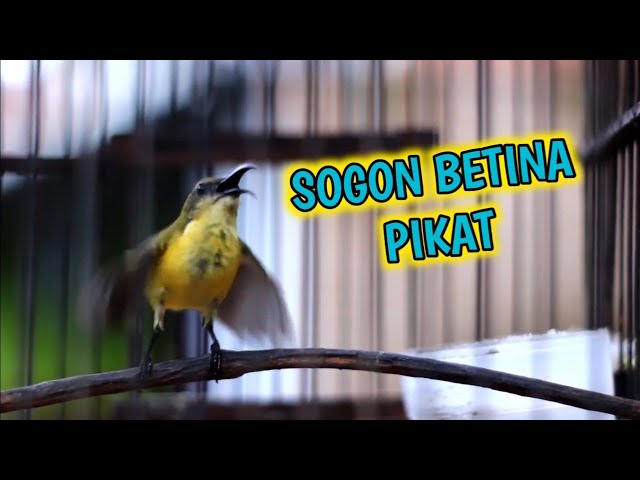 HANYA HITUNGAN DETIK‼️SOGONMU LANGSUNG EMOSI IKUTA GACOR‼️PANCINGAN SOGON BETINA PIKAT class=