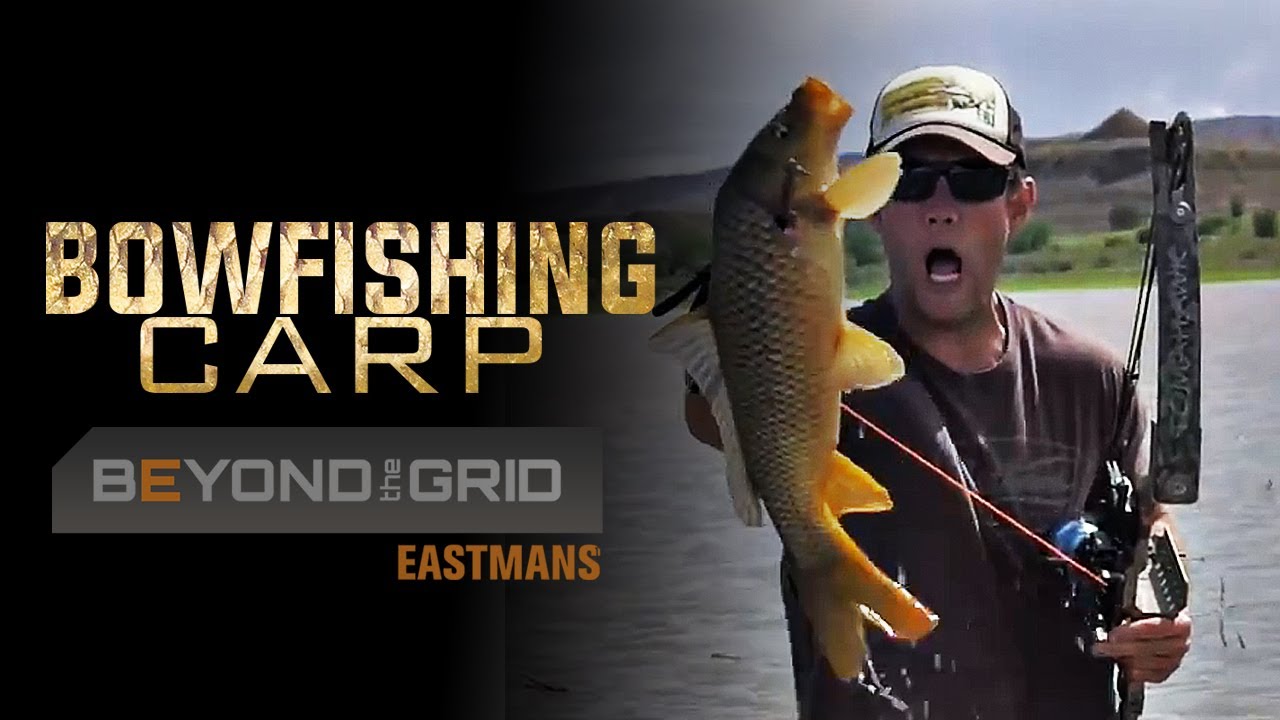 CARP BEWARE! Bowfishing for Carp, Epic Fishing! (Bow Hunting)