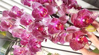 Букеты орхидеи дома! 🔥