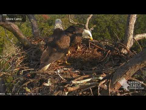 AEF NEFL Eagle Cam 1-2-19: Quite the Morning