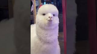 อลปากา อรมเจาะ