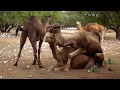 Mating Camels