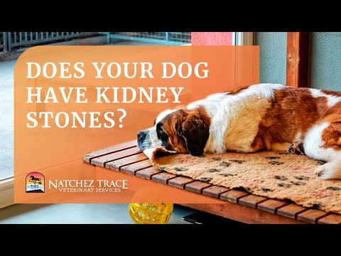 Learn How to Treat Your Dog&rsquo;s Bladder & Kidney Stones - Marc Smith DVM