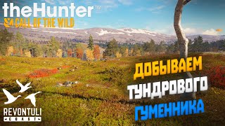 Добываем тундрового гуменника, побережье Ревонтули | theHunter Call of the Wild (2022) #9