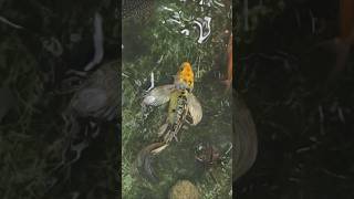 🐟❤️ #fish #love #viral #trending #shorts #status #video #guppy #koifish #beautiful #attraction