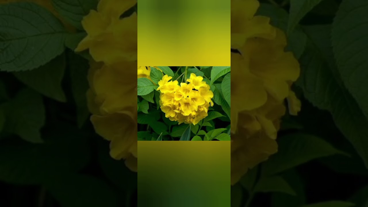 #flowerflower