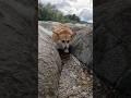 岩の間を縫って下りてくるコーギー / The Corgi weaving her way down through the rocks. #コーギー #corgi