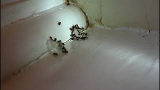 Black Ant Control - Advion Ant Gel