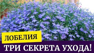 🌸Лобелия! Три секрета хорошей рассады. Уход за рассадой лобелии🌱