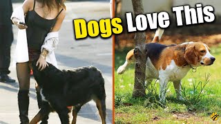 5 THIGS Dogs Love The Most! by Pawsome Facts 134 views 1 year ago 4 minutes, 6 seconds