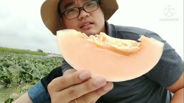 Dưa lê Bạch Ngọc Đường.