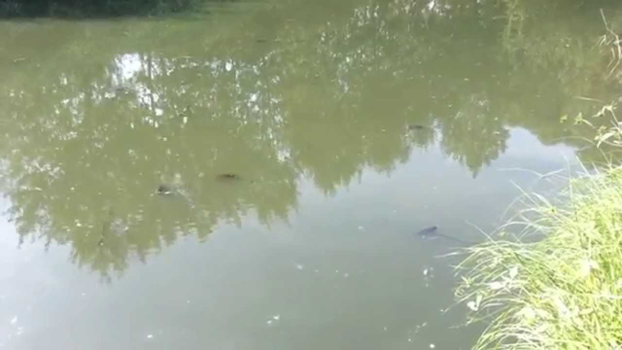 Przyducha w małym stawie