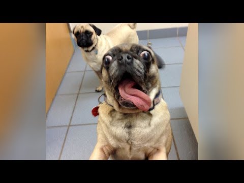 these-insane-dog-screams-will-make-you-laugh-hard---funny-dog-compilation