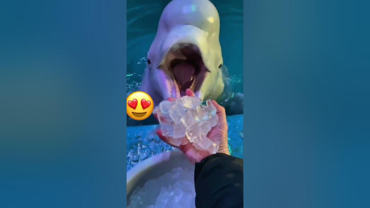 funny animals - YouTube