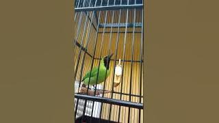 Cucak ijo isian kenari dan tengkek