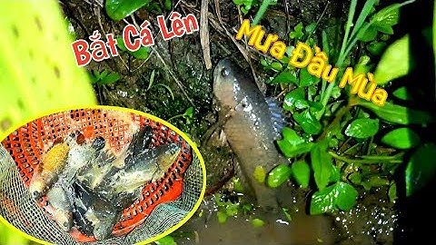 Bắt Cá Rô, Cá Lóc 🐟🐟 lên bờ đầu mùa mưa Bắt cá ở Miền Tây Catch Fish