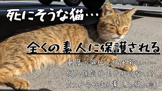 死にそうな猫を保護する人間の話　ロングver