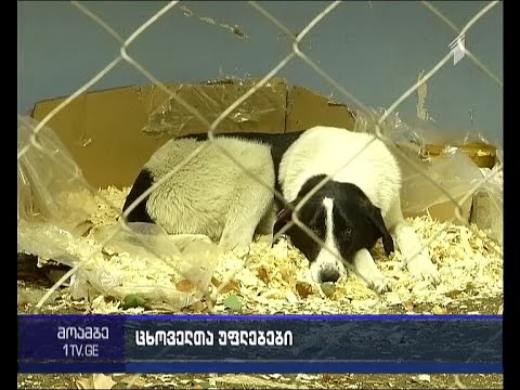 ცხოველთა უფლებების დასაცავად პარლამენტი ახალ რეგულაციებზე მუშაობას იწყებს