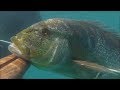 ΤΑ ΜΥΣΤΙΚΑ ΤΗΣ ΑΚΤΟΓΡΑΜΜΗΣ ΜΕΡΟΣ Β΄ (MESOGEIOS TEAK) SPEARFISHING: SECRETS OF THE COASTLINE PART B΄