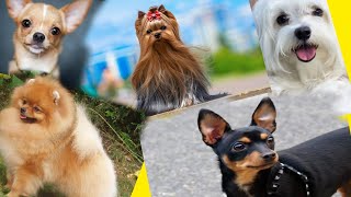 दुनिया के 5 सबसे छोटी नस्ल के कुत्ते, World's Most Beautiful and Small Breed Dog's l #petloverszone