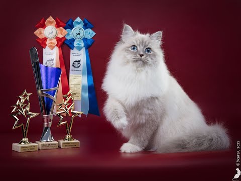 【サイベリアンの子猫ライブ1 見守り用】2024年12月16日ロシア産まれWCFチャンピオンのパンくんの赤ちゃんが産まれました。ママは、ベルくんの娘のとねちゃんです♪