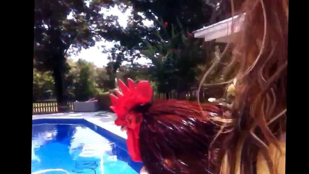 Can chickens swim?