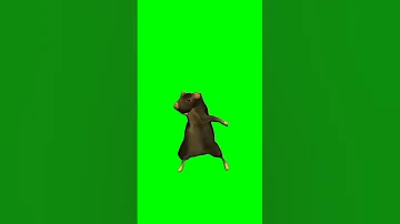 Dancing Mouse Fyp Mouse Dance 