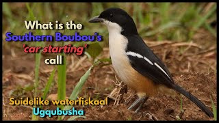 Download Lagu What is the Southern Boubou's 'car starting' call? MP3