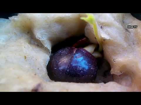 Video: Jak pěstujete ovoce longan?