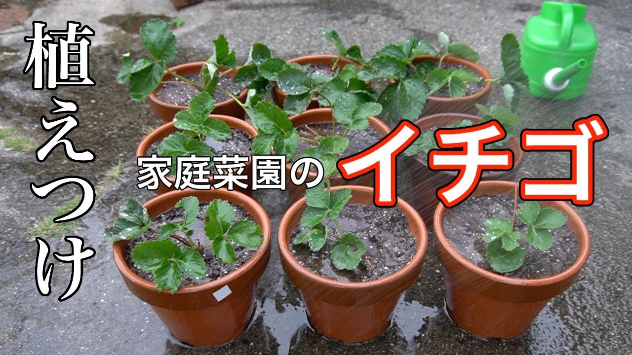 家庭菜園のイチゴ 10月に鉢へ植え付けました Youtube