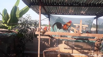 qaib txuam qua zoo thiab zoo nraug heev noob cuab tuaj100%_02052153089