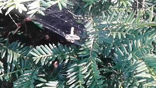 Spider vs firefly  [ spider eating firefly]