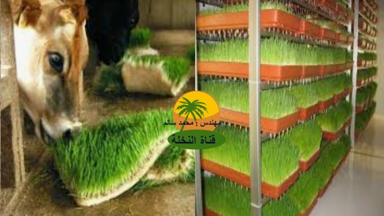 الشعير المستنبت كما لم تعرفه من قبل ومواصفات غرفة الاستنبات و دراسة جدوى انتاج طن يومياً