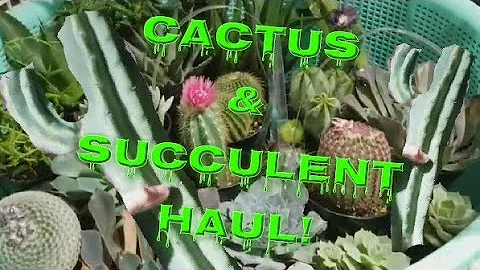 CACTUS & SUCCULENT HAUL! New String of Pearls Hybrid! TONS OF NEW CACTUS BABIES! - DayDayNews