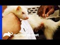 Alexander The Albino Ferret Receives Treatment For Hair Loss | The Vet Life