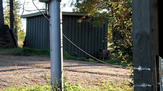 Condan Luonnetesti 9.10.2011 - Terävyys