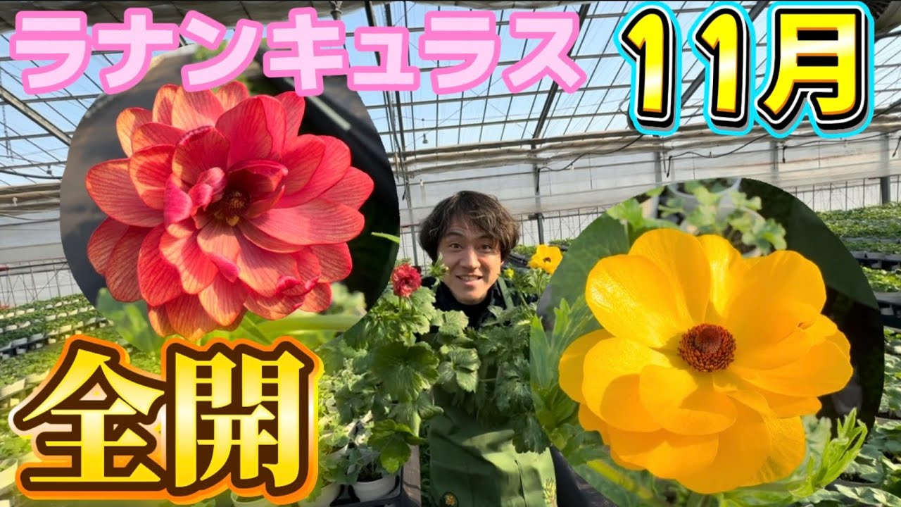 ノ·アルフレ　ラナンキュラス Ranunculus is in full bloom now [Ranunculus Lux] [Schoolbag Series