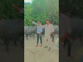 new viral video buffelo video