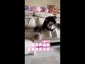 【貼貼計畫失敗】哈士奇裝沒事躺貓身上被拒絕了🥺 #Shorts