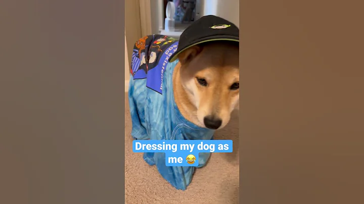 What do you think? 😂 #cutedog #dog #shiba #shibainu #shorts #dogshorts #cute #funny #puppy #cutie