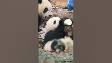 Wherever There Is Bottled Milk, There Are Baby pandas I A1 panda🐼🐼🐼 #shorts #video #A1pandavideo🐼🐼🐼🐼